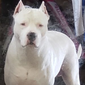 Meet your Posher, Fayard